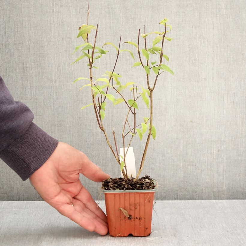 Exemplar von Lemoines Pfeifenstrauch - Philadelphus lemoinei Kleine Töpfe von 8/9 cm wie im Herbst geliefert