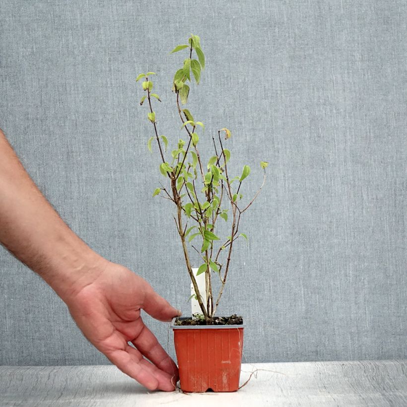 Example of Lemoines Pfeifenstrauch - Philadelphus lemoinei Kleine Töpfe von 8/9 cm as you get in ete