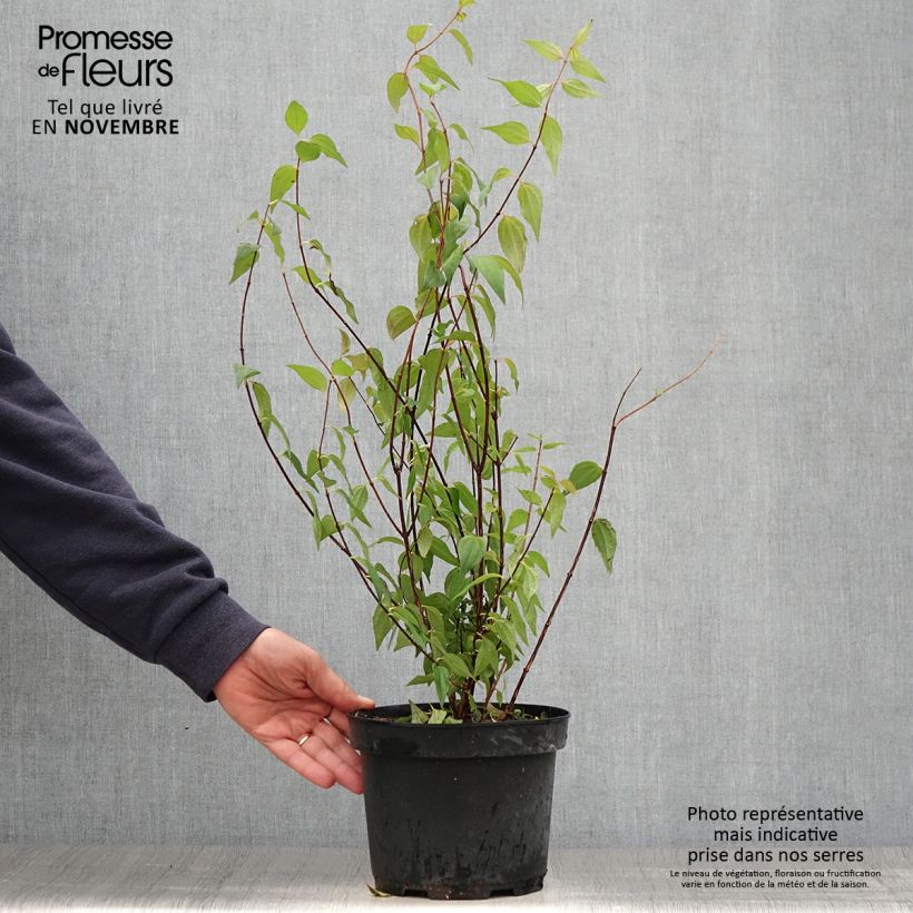 Example of Lemoines Pfeifenstrauch - Philadelphus lemoinei Topf mit 3L/4L as you get in automne