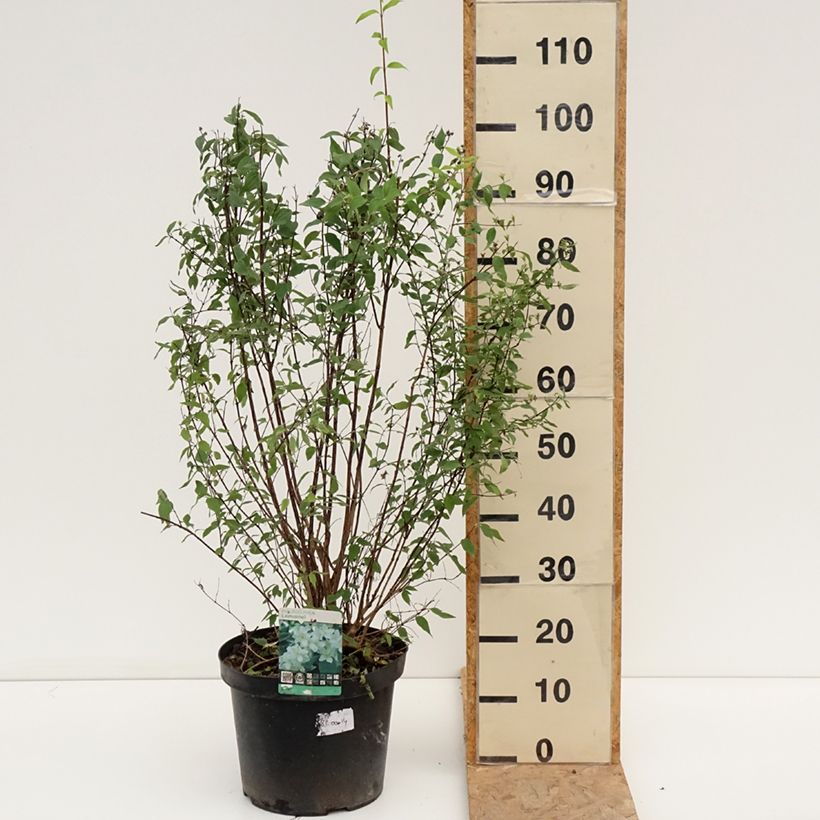 Example of Lemoines Pfeifenstrauch - Philadelphus lemoinei Topf mit 7,5L/10L as you get in ete
