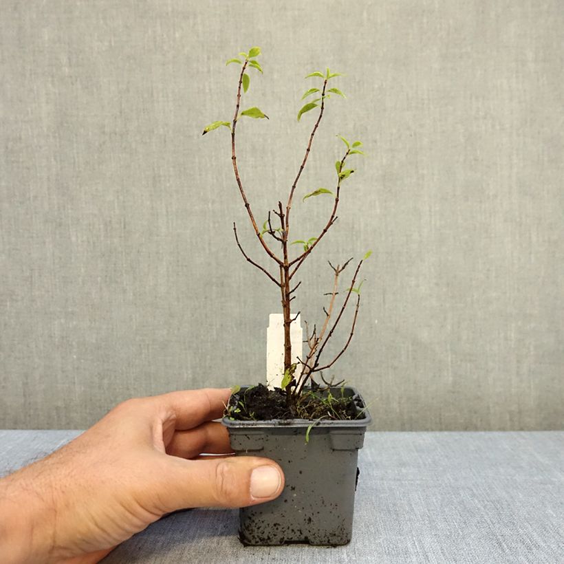 Exemplar von Lemoines Pfeifenstrauch Manteau d'Hermine - Philadelphus lemoinei Kleine Töpfe von 8/9 cm wie im Herbst geliefert