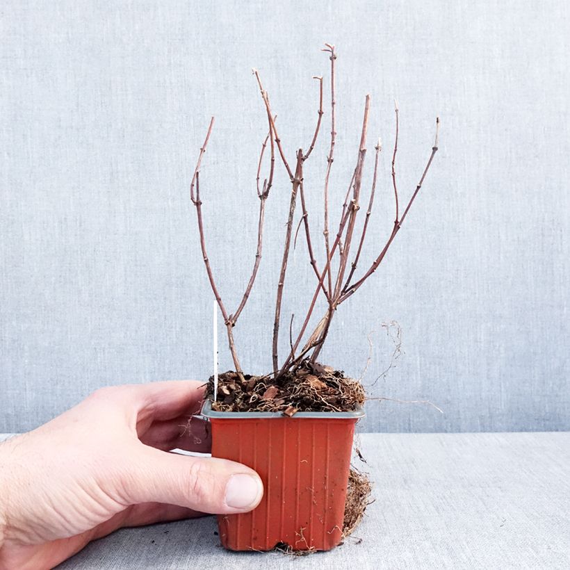 Example of Pfeifenstrauch Belle Etoile - Philadelphus Kleine Töpfe von 8/9 cm as you get in hiver