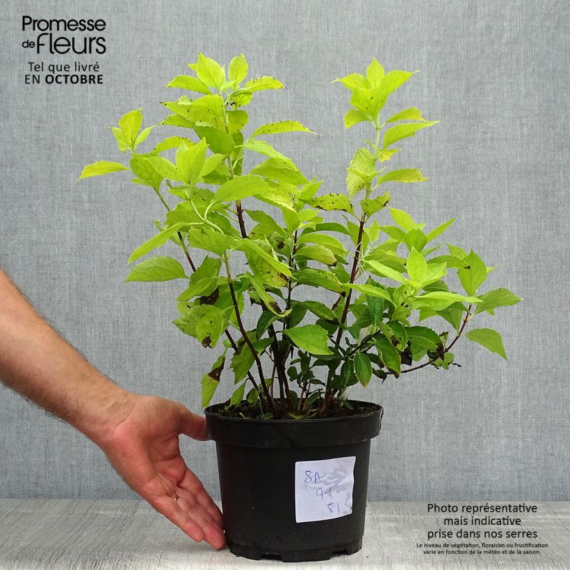 Example of Europäischer Pfeifenstrauch Aureus - Philadelphus coronarius Topf mit 2L/3L as you get in automne