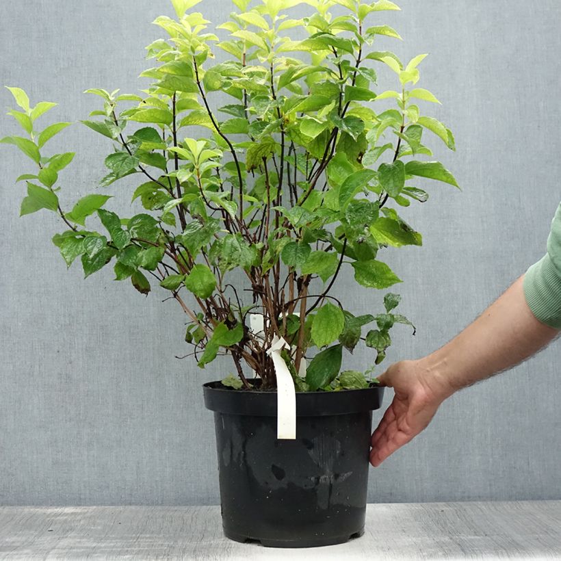 Example of Europäischer Pfeifenstrauch Aureus - Philadelphus coronarius Topf mit 7,5L/10L as you get in ete