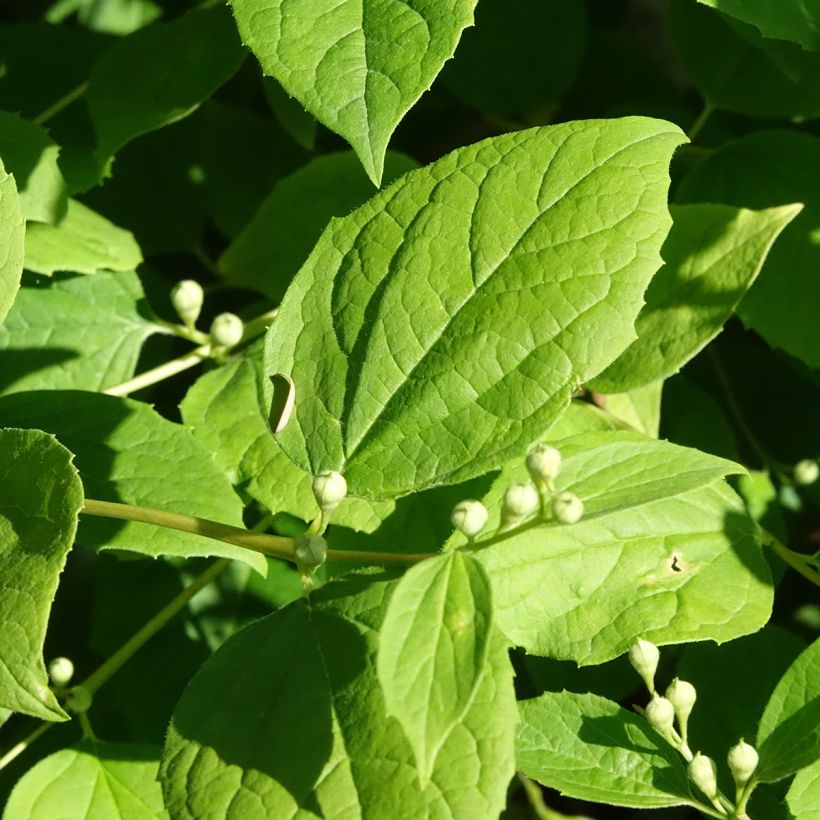 Europäischer Pfeifenstrauch Godzisz - Philadelphus coronarius (Laub)