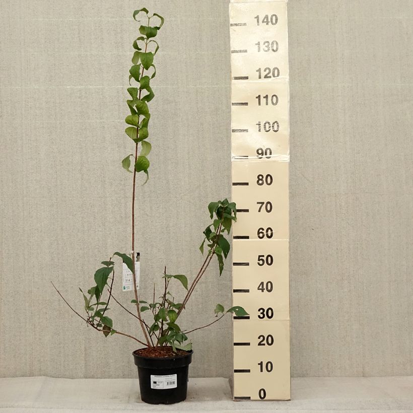 Example of Europäischer Pfeifenstrauch Godzisz - Philadelphus coronarius Topf mit 4L/5L as you get in automne
