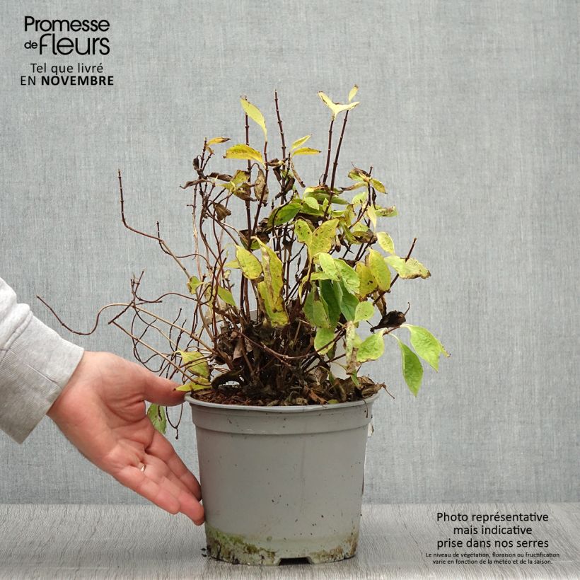 Example of Europäischer Pfeifenstrauch Kostelec WB - Philadelphus coronarius Topf mit 3L/4L as you get in automne