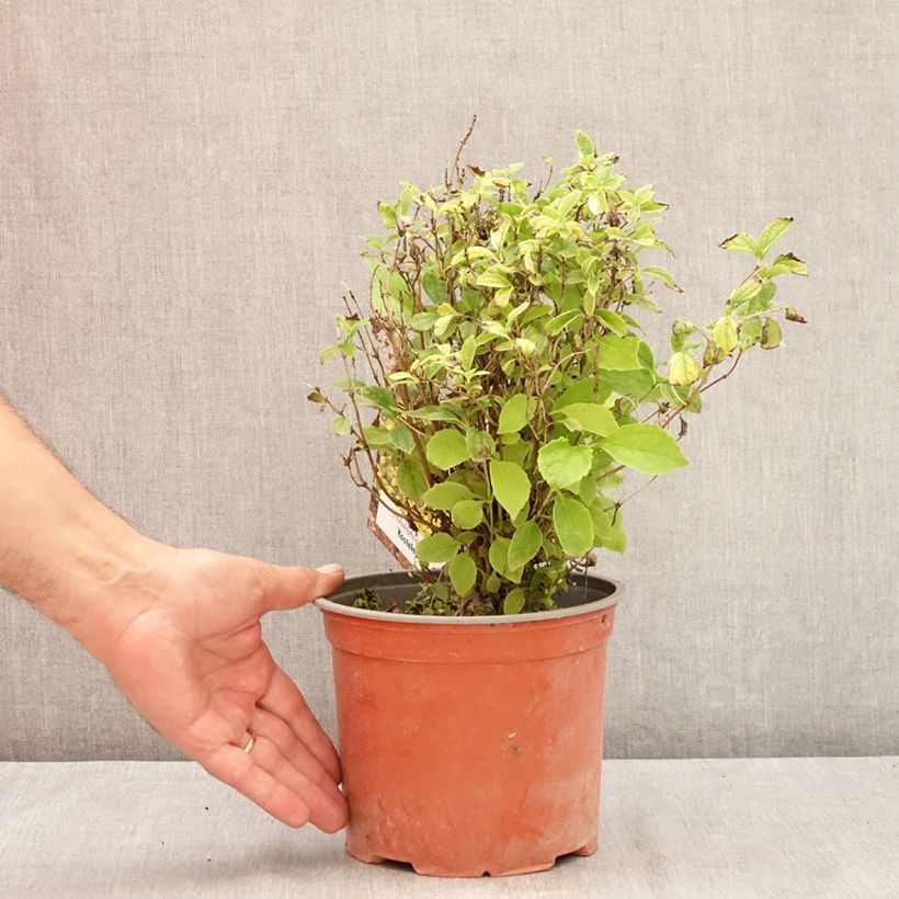 Exemplar von Europäischer Pfeifenstrauch Kostelec WB - Philadelphus coronarius Topf mit 3L/4L wie im Sommer geliefert