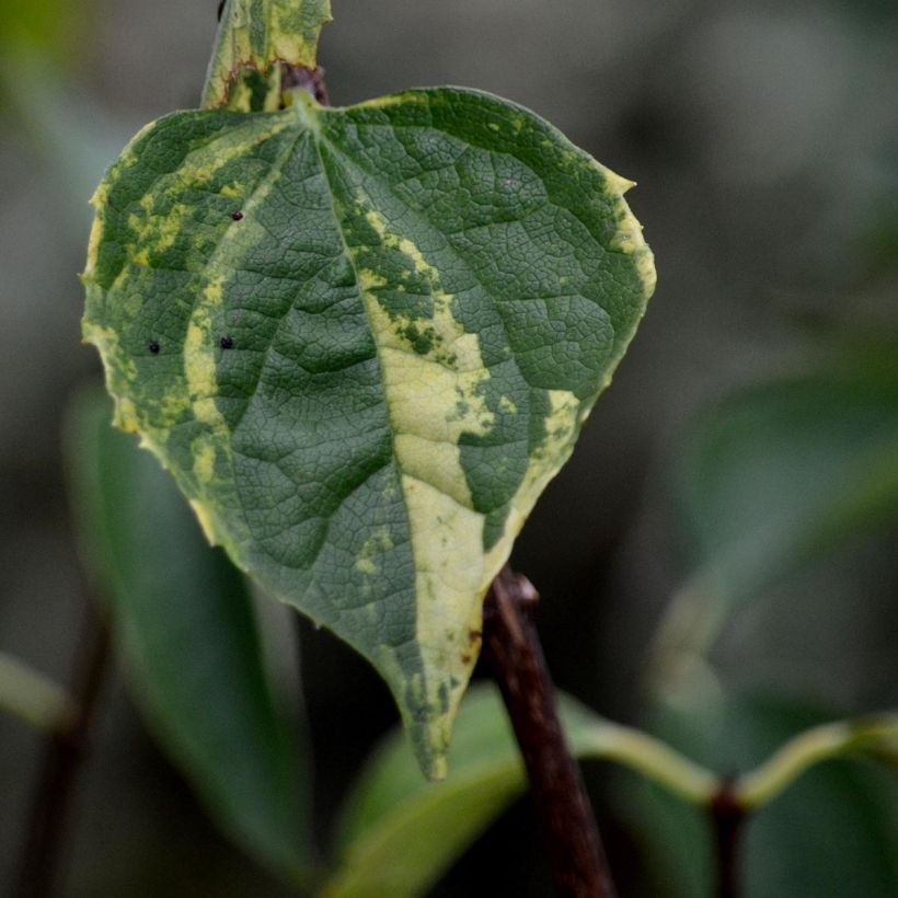 Lemoines Pfeifenstrauch Innocence - Philadelphus lemoinei (Foliage)