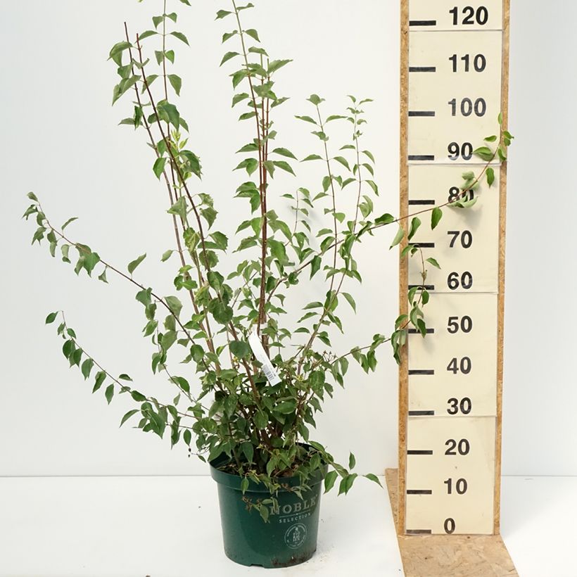 Exemplar von Lemoines Pfeifenstrauch Innocence - Philadelphus lemoinei Topf mit 7,5L/10L wie im Sommer geliefert