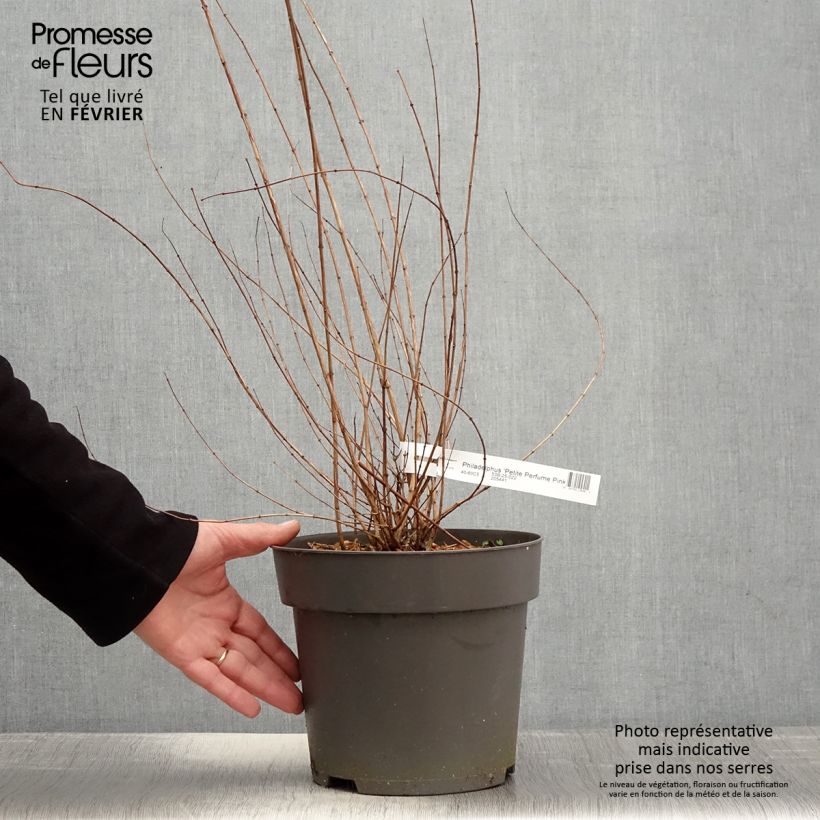 Example of Pfeifenstrauch Petite Perfume Pink - Philadelphus Topf mit 3L/4L as you get in hiver
