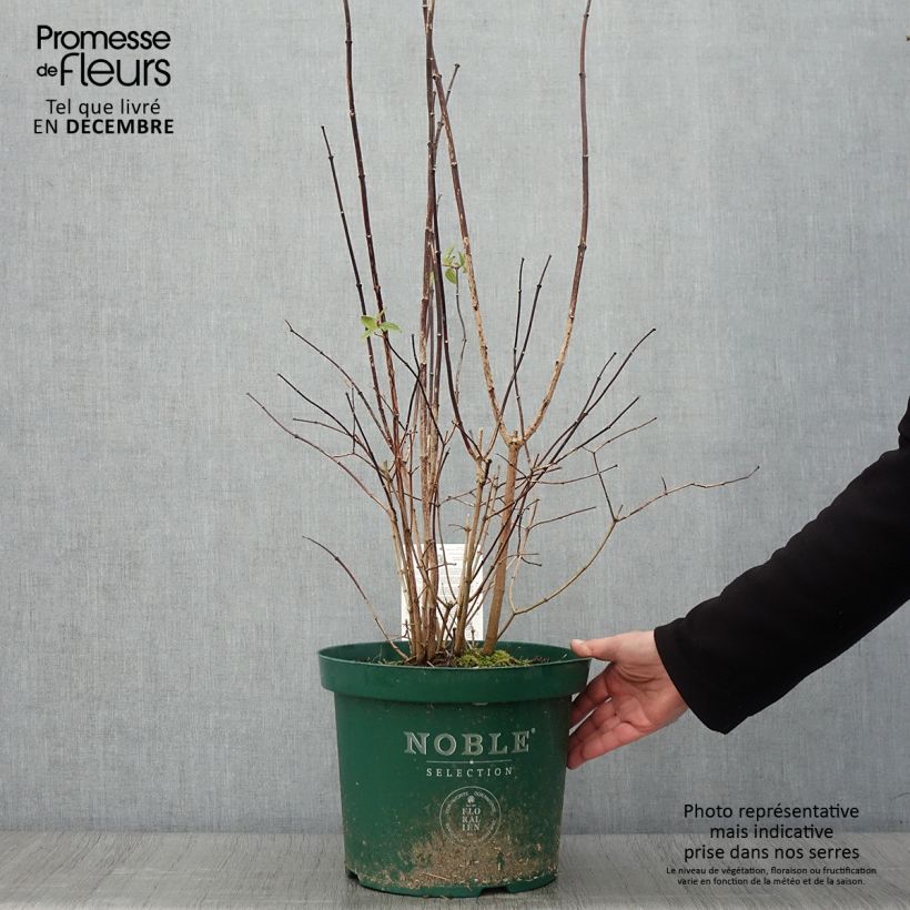 Example of Pfeifenstrauch Starbright - Philadelphus Topf mit 7,5L/10L as you get in automne