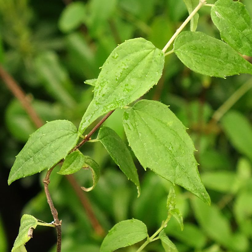 Mexikanischer Pfeifenstrauch - Philadelphus mexicanus (Foliage)
