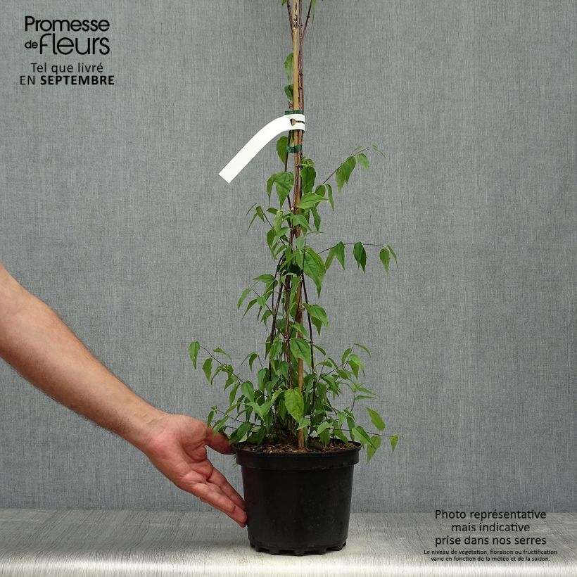Example of Mexikanischer Pfeifenstrauch - Philadelphus mexicanus Topf mit 3L/4L as you get in automne
