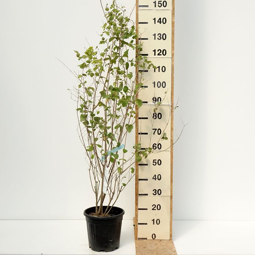 Exemplar von Gefüllter Gartenjasmin Minnesota Snowflake - Philadelphus virginalis Topf mit 7,5L/10L wie im Sommer geliefert