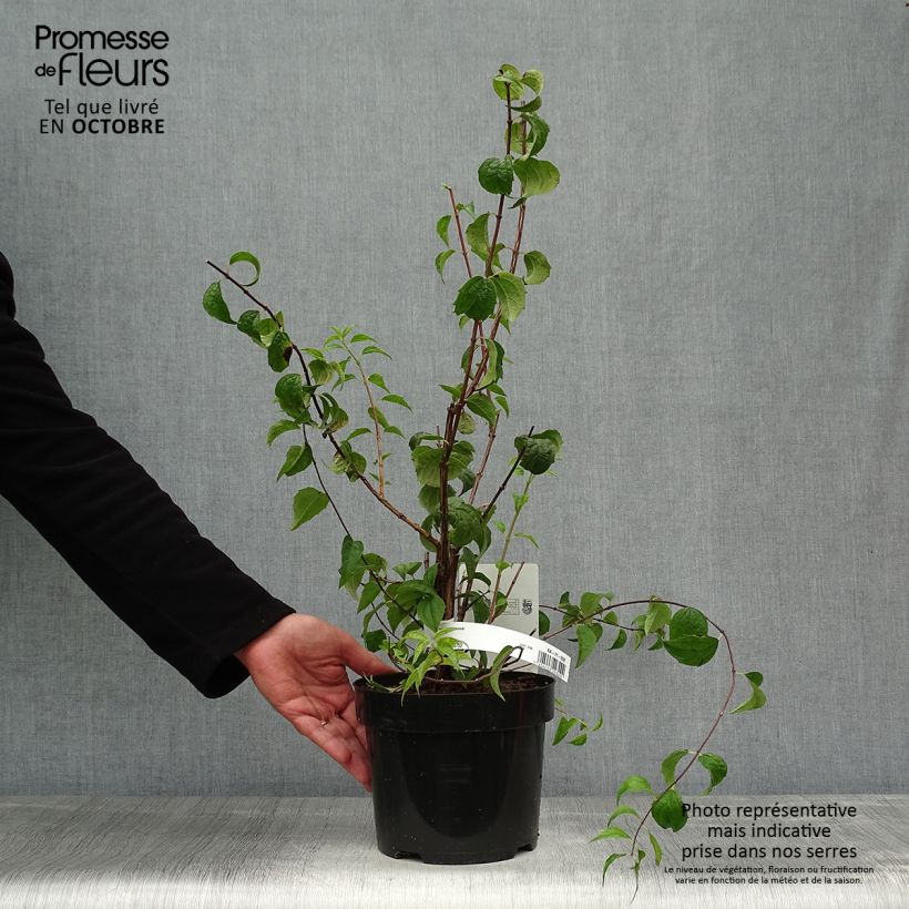 Example of Pfeifenstrauch Beauclerk - Philadelphus Topf mit 2L/3L as you get in automne