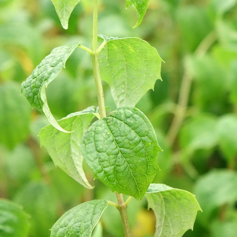 Pfeifenstrauch Beauclerk - Philadelphus (Foliage)