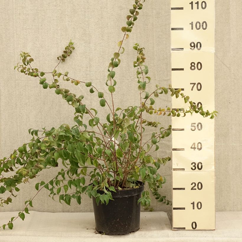 Example of Pfeifenstrauch Beauclerk - Philadelphus Topf mit 7,5L/10L as you get in automne