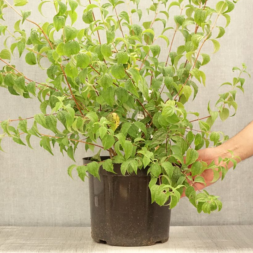 Exemplar von Pfeifenstrauch Beauclerk - Philadelphus Topf mit 7,5L/10L wie im Sommer geliefert