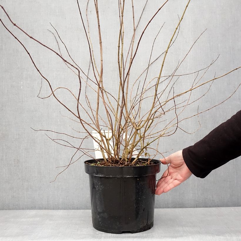 Exemplar von Pfeifenstrauch Beauclerk - Philadelphus Topf mit 7,5L/10L wie im Winter geliefert