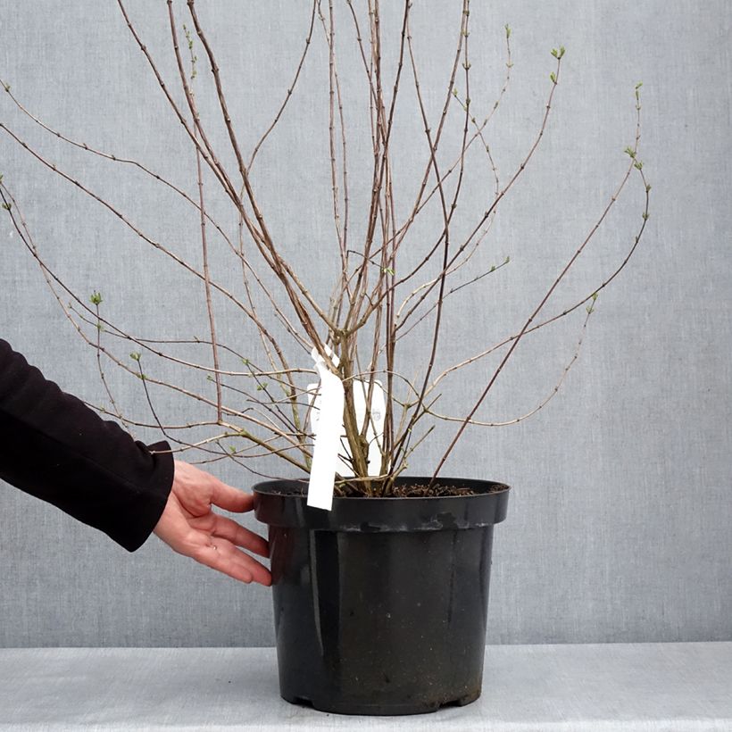 Exemplar von Pfeifenstrauch Beauclerk - Philadelphus Topf mit 7,5L/10L wie im Frühjahr geliefert