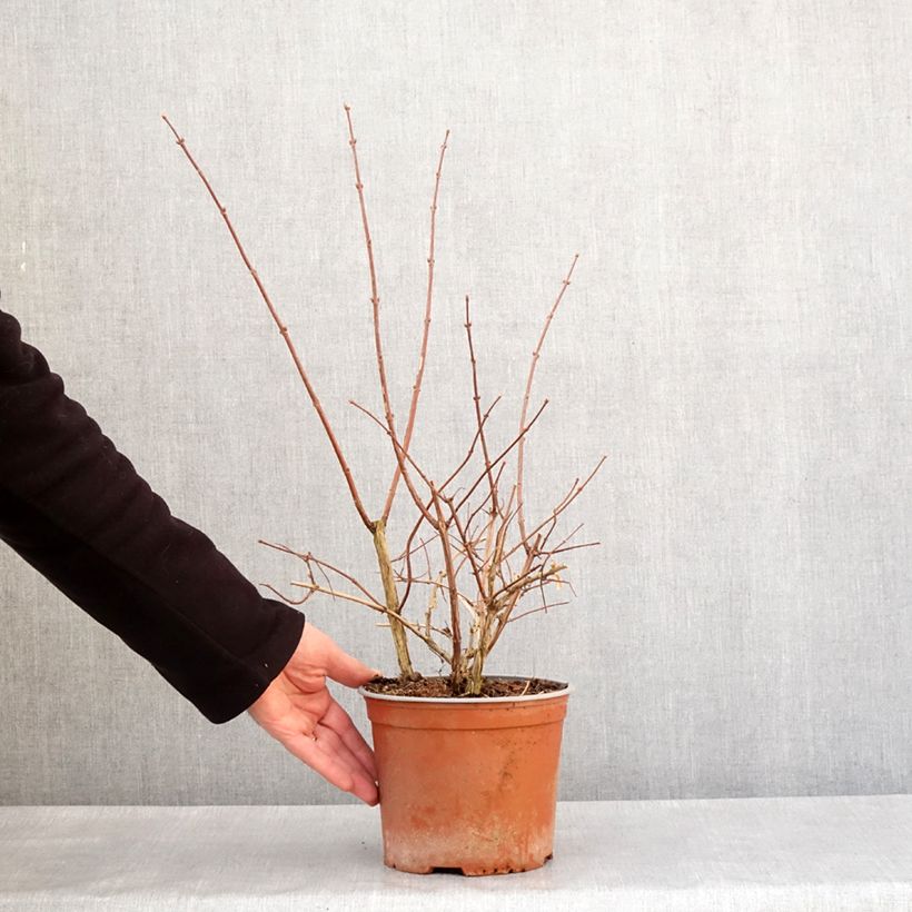 Exemplar von Europäischer Pfeifenstrauch Justynka - Philadelphus coronarius Topf mit 3L/4L wie im Winter geliefert