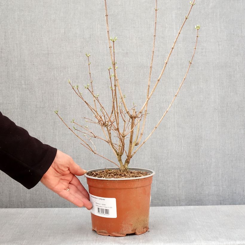 Exemplar von Europäischer Pfeifenstrauch Justynka - Philadelphus coronarius Topf mit 3L/4L wie im Frühjahr geliefert