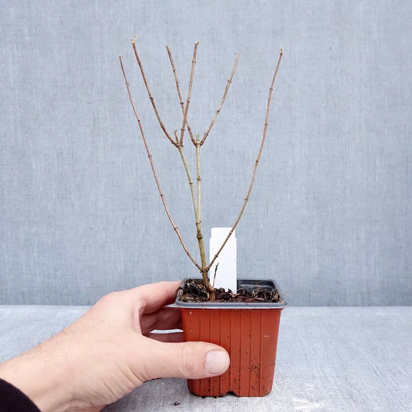 Exemplar von Pfeifenstrauch Frosty Morn - Philadelphus Kleine Töpfe von 8/9 cm wie im Winter geliefert