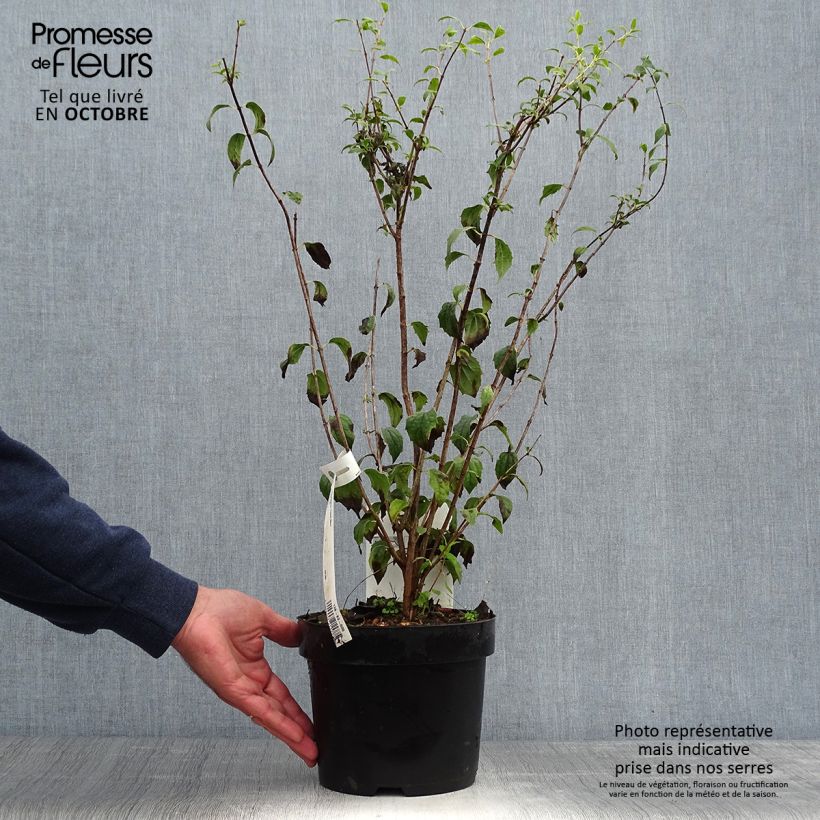 Example of Pfeifenstrauch Frosty Morn - Philadelphus Topf mit 3L/4L as you get in automne