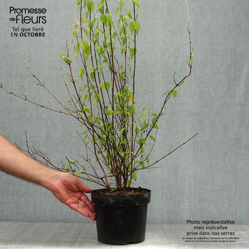 Example of Pfeifenstrauch Mont Blanc - Philadelphus Topf mit 3L/4L as you get in automne