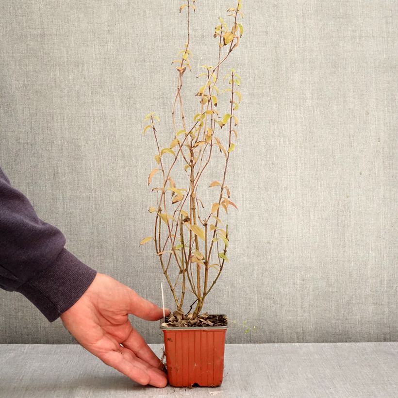 Exemplar von Lemoines Pfeifenstrauch Silberregen - Philadelphus lemoinei Kleine Töpfe von 8/9 cm wie im Herbst geliefert