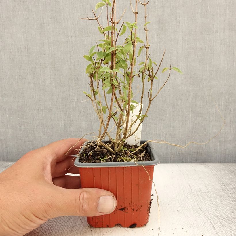 Example of Lemoines Pfeifenstrauch Silberregen - Philadelphus lemoinei Kleine Töpfe von 8/9 cm as you get in ete