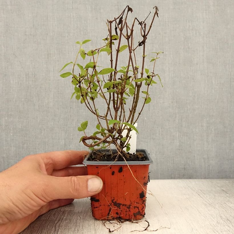 Exemplar von Lemoines Pfeifenstrauch Silberregen - Philadelphus lemoinei Kleine Töpfe von 8/9 cm wie im Frühjahr geliefert