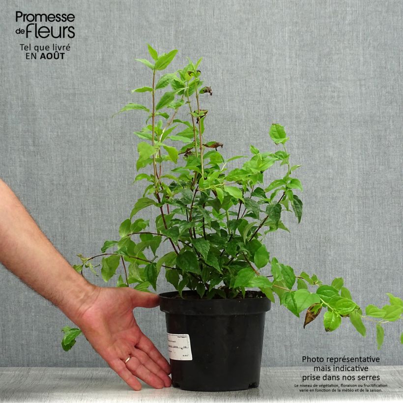 Exemplar von Pfeifenstrauch Snowbelle - Philadelphus Topf mit 2L/3L wie im Sommer geliefert
