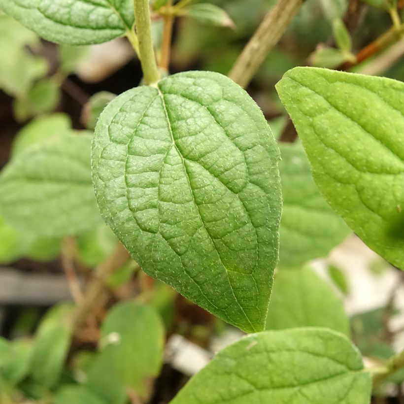 Pfeifenstrauch Snowbelle - Philadelphus (Foliage)