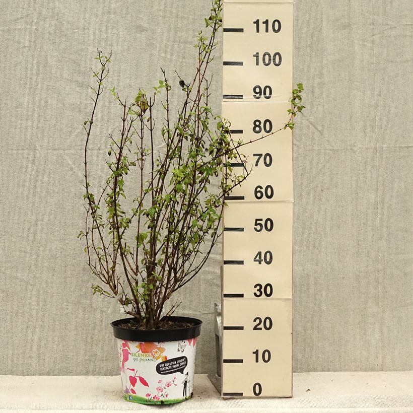 Exemplar von Pfeifenstrauch Snowbelle - Philadelphus Topf mit 7,5L/10L wie im Sommer geliefert