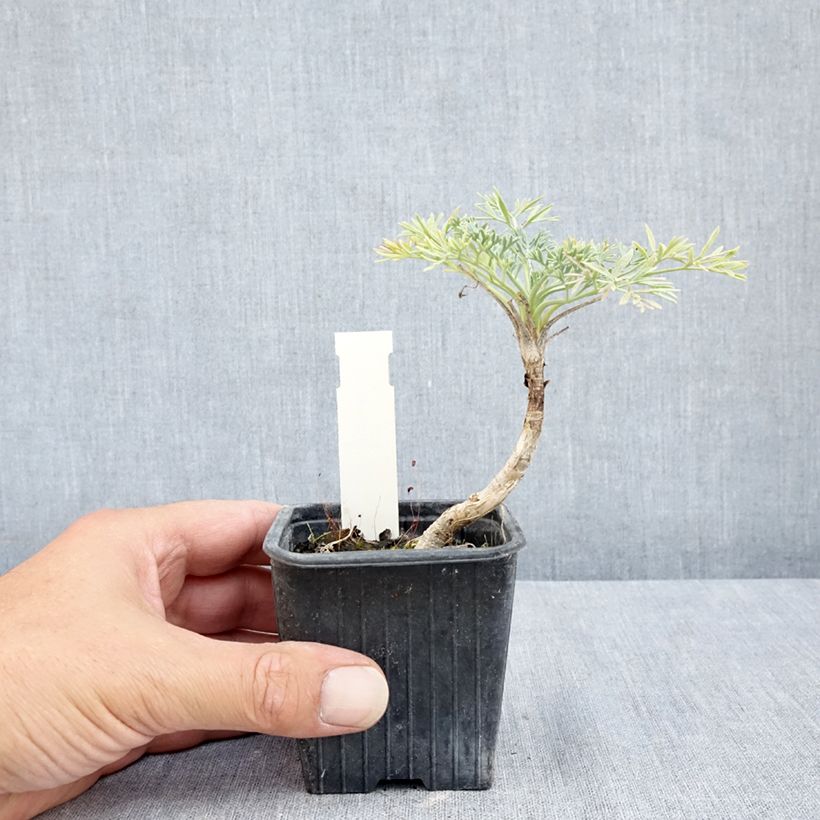 Exemplar von Seseli gummiferum - Grauer Bergfenchel Kleine Töpfe von 8/9 cm wie im Sommer geliefert