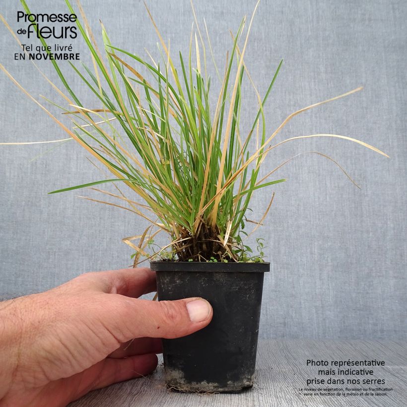Example of Sesleria argentea - Silberne Kopfgras Kleine Töpfe von 8/9 cm as you get in automne