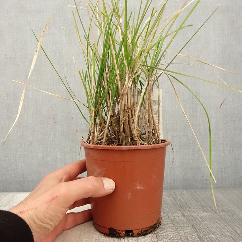 Exemplar von Sesleria argentea - Silberne Kopfgras Topf mit 1L/1,5L wie im Frühjahr geliefert