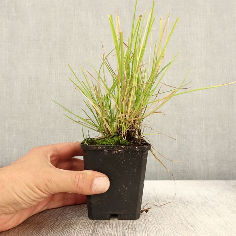 Example of Sesleria autumnalis - Herbst-Kopfgras Kleine Töpfe von 8/9 cm as you get in automne