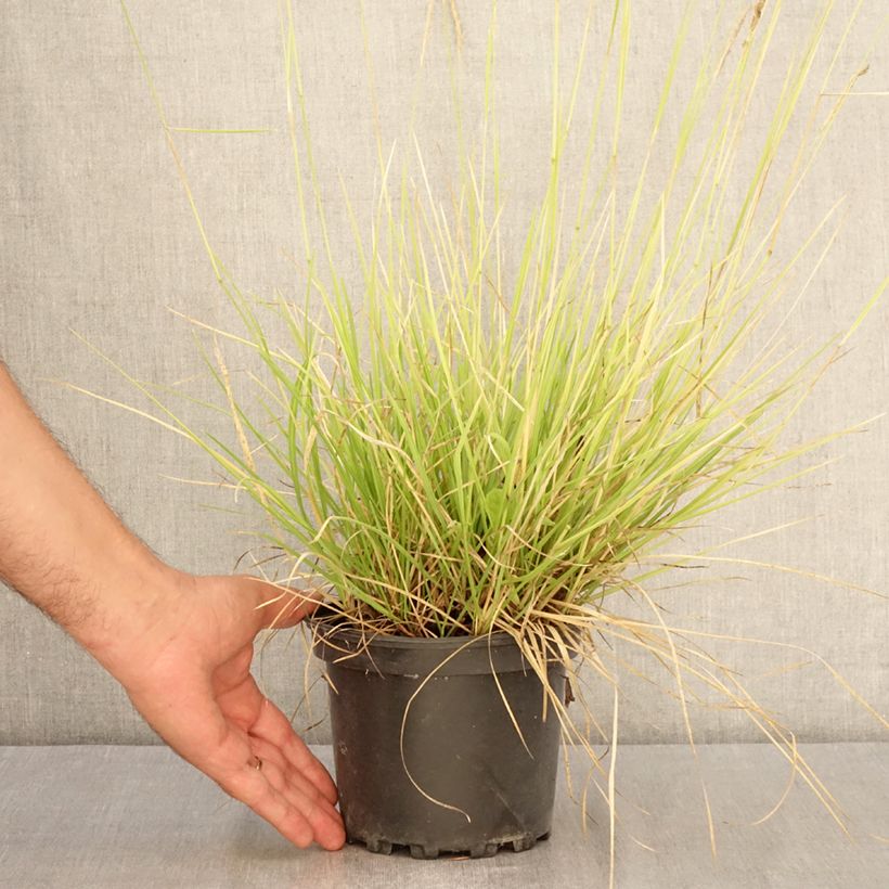 Example of Sesleria autumnalis - Herbst-Kopfgras Topf mit 2L/3L as you get in ete