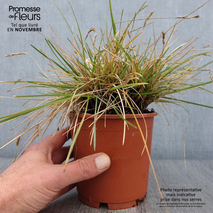 Example of Sesleria caerulea - Moor-Blaugras Topf mit 1L/1,5L as you get in automne