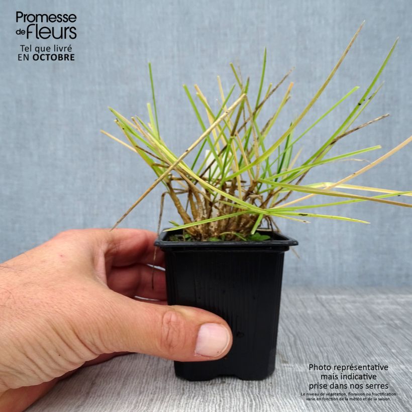 Example of Sesleria heufleriana - Grüne Kopfgras Kleine Töpfe von 8/9 cm as you get in automne