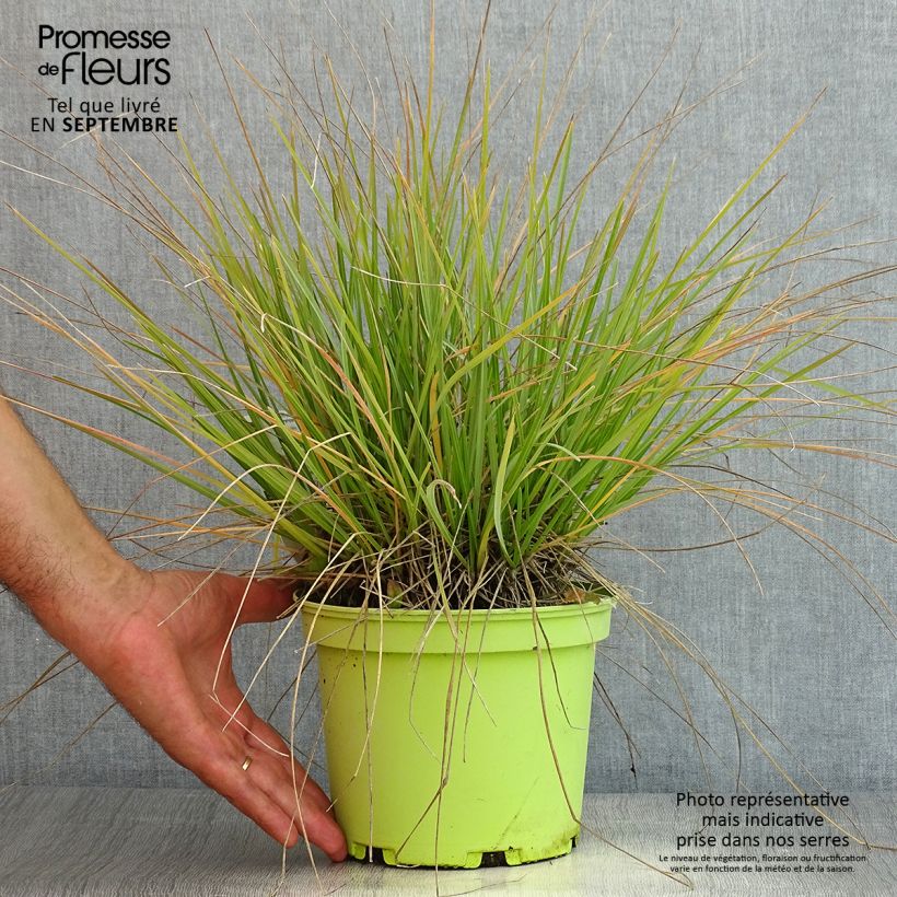 Example of Sesleria heufleriana - Grüne Kopfgras Topf mit 2L/3L as you get in ete