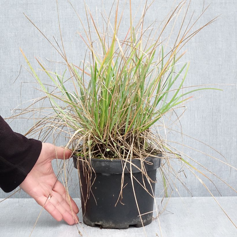 Exemplar von Sesleria heufleriana - Grüne Kopfgras Topf mit 2L/3L wie im Herbst geliefert
