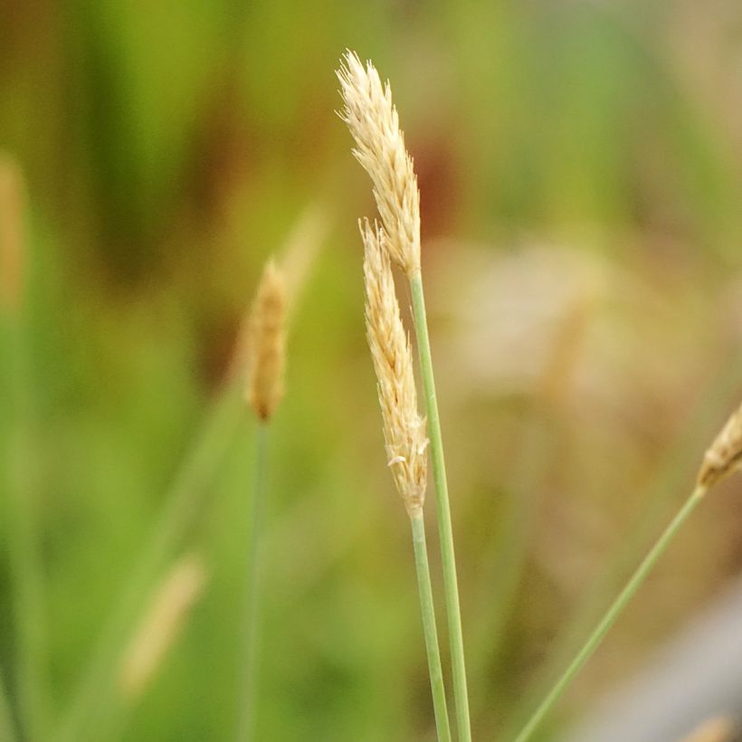 Sesleria nitida - Nest-Blaugras (Blüte)