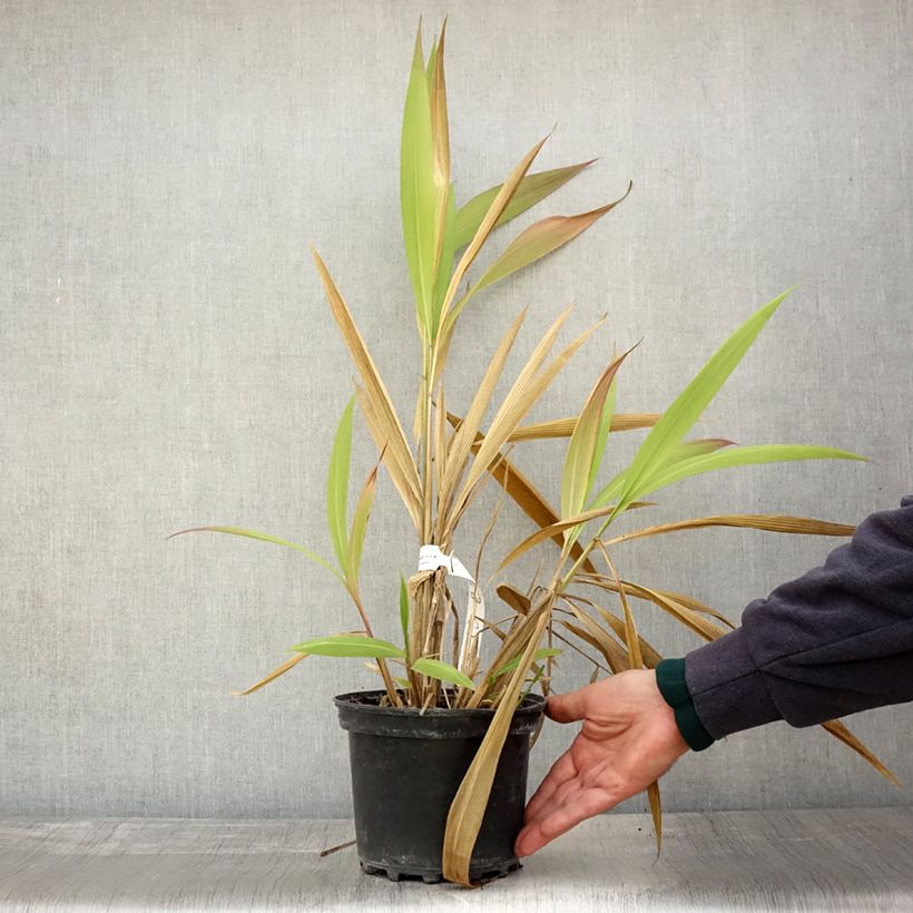 Example of Setaria palmifolia - Palmen-Gras Topf mit 2L/3L as you get in automne