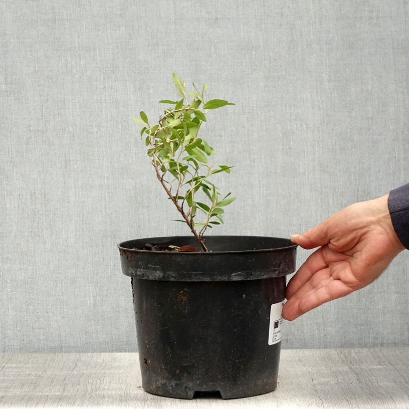 Exemplar von Büffelbeere - Shepherdia argentea Topf mit 3L/4L wie im Frühjahr geliefert