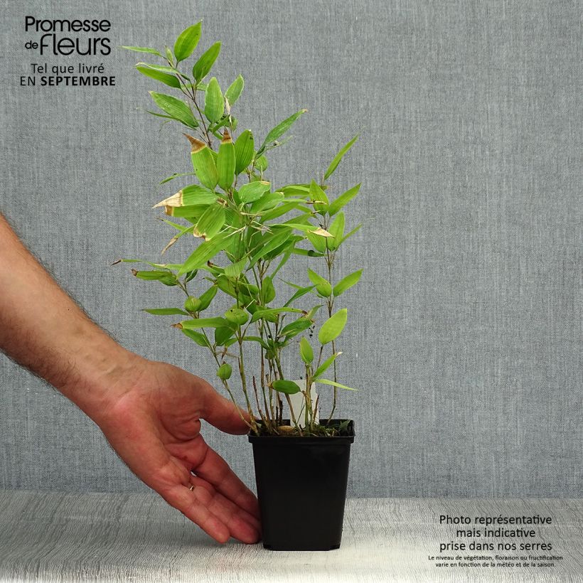 Example of Shibataea kumasaca - Mäusedorn-Bambus Kleine Töpfe von 8/9 cm as you get in automne