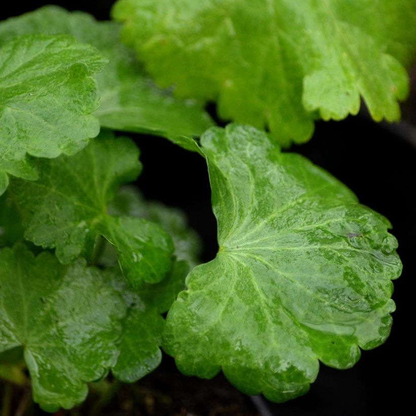 Sidalcea malviflora Elsie Heugh - Präriemalve (Foliage)
